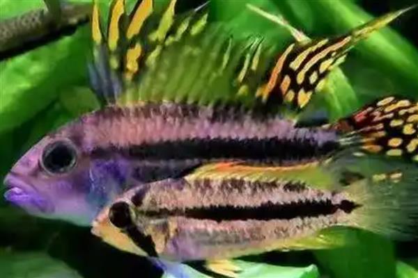 蒙面皇冠短鲷好不好养,具有一定难度不适合新手