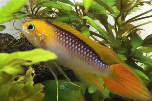 蒙面皇冠短鲷好不好养,具有一定难度不适合新手