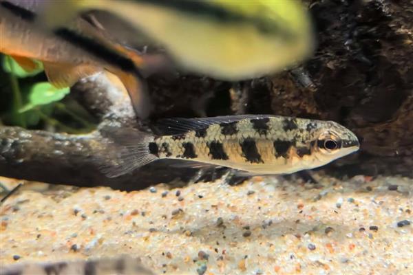 蒙面皇冠短鲷好不好养,具有一定难度不适合新手