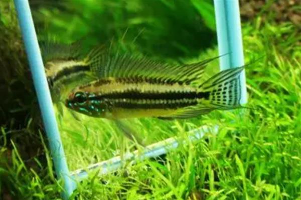 蒙面皇冠短鲷好不好养,具有一定难度不适合新手