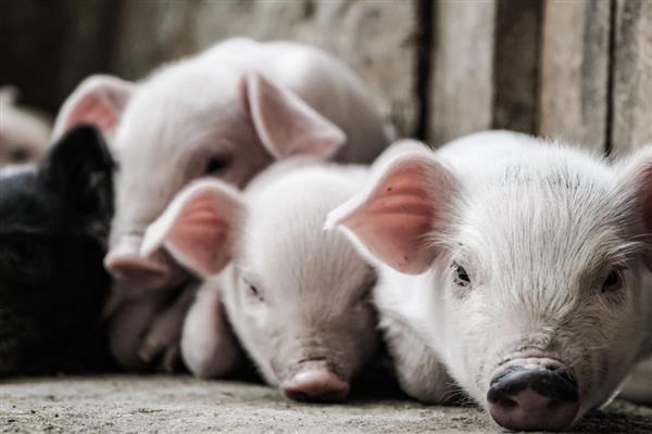 猪是否聪明，智商超过了猫和狗