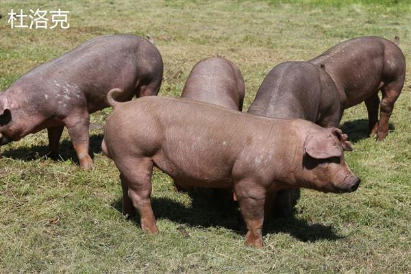 猪是否聪明，智商超过了猫和狗