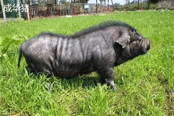 猪是否聪明，智商超过了猫和狗