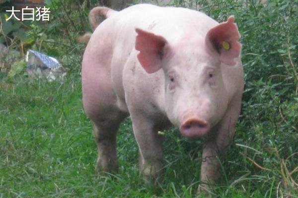 猪是否聪明，智商超过了猫和狗