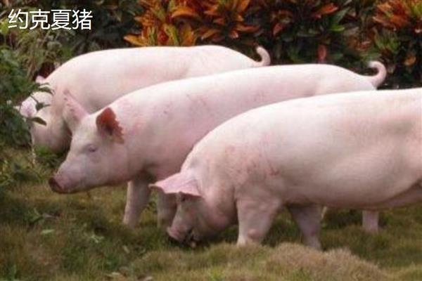 猪是否聪明，智商超过了猫和狗