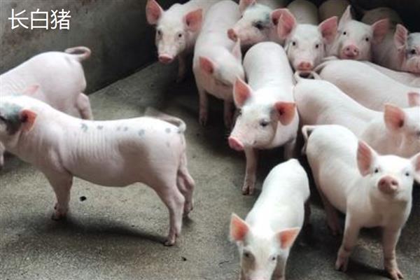 猪是否聪明，智商超过了猫和狗