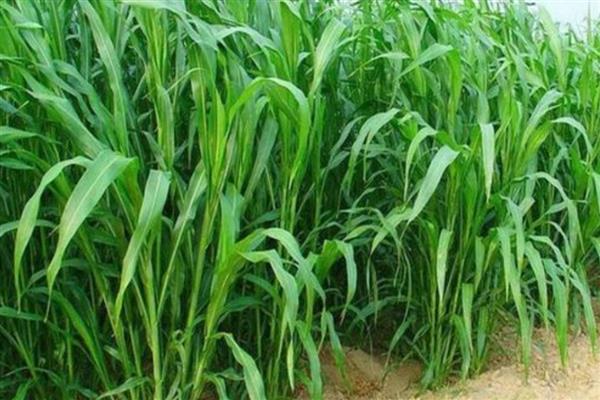 夏季养羊适合栽培什么草，苏丹草、苜蓿草等品种是适宜选择