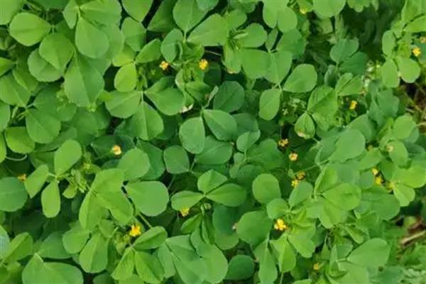 夏季养羊适合栽培什么草，苏丹草、苜蓿草等品种是适宜选择