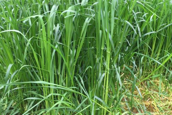 夏季养羊适合栽培什么草，苏丹草、苜蓿草等品种是适宜选择