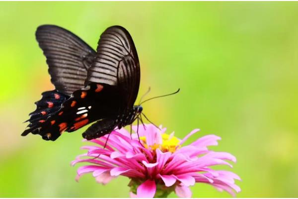 蝴蝶属于鸟类还是昆虫,被划分到节肢动物门、昆虫纲