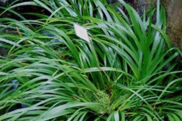 夏季养羊适合栽培什么草，苏丹草、苜蓿草等品种是适宜选择