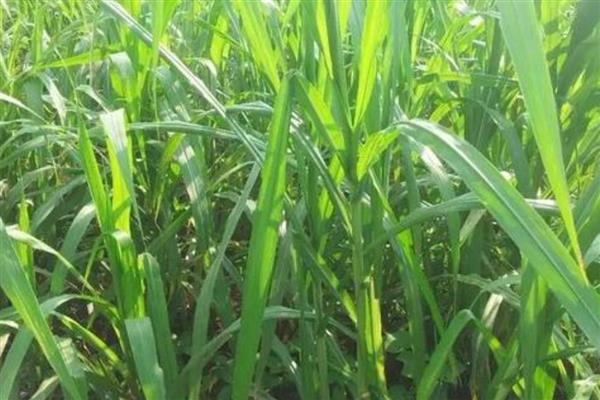 夏季养羊适合栽培什么草，苏丹草、苜蓿草等品种是适宜选择