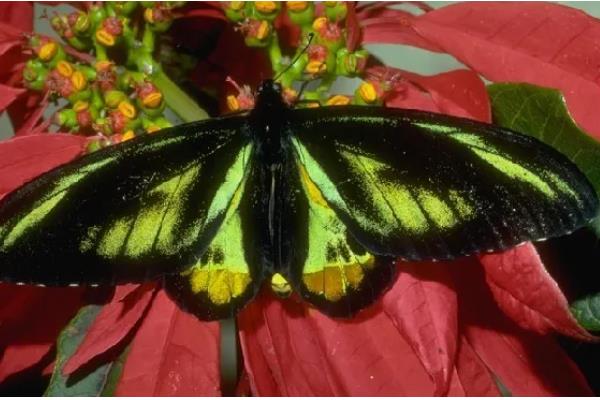 蝴蝶属于鸟类还是昆虫,被划分到节肢动物门、昆虫纲