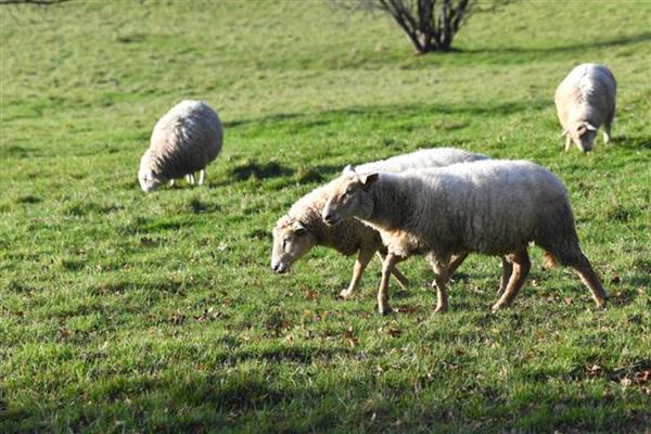 夏季养羊适合栽培什么草，苏丹草、苜蓿草等品种是适宜选择