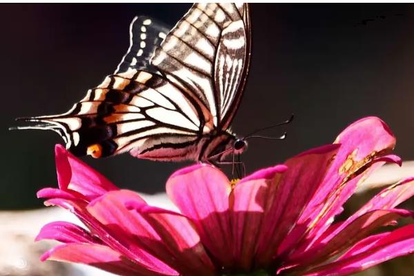 蝴蝶属于鸟类还是昆虫,被划分到节肢动物门、昆虫纲