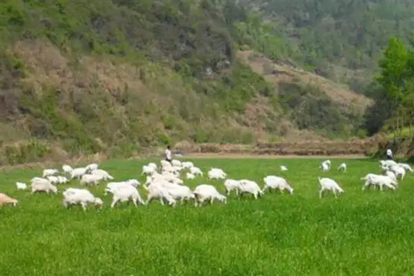 夏季养羊适合栽培什么草，苏丹草、苜蓿草等品种是适宜选择