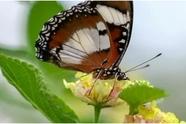 蝴蝶属于鸟类还是昆虫,被划分到节肢动物门、昆虫纲