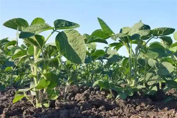 黄豆长势过旺如何处理,喷施多效唑可控制旺长