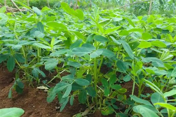 黄豆长势过旺如何处理,喷施多效唑可控制旺长