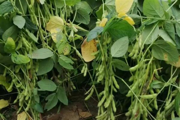 黄豆长势过旺如何处理,喷施多效唑可控制旺长