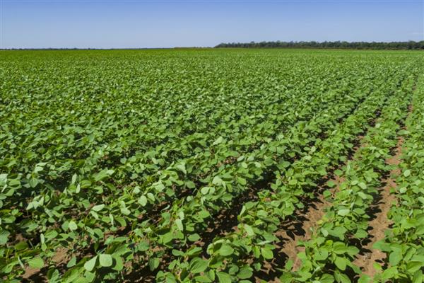 黄豆长势过旺如何处理,喷施多效唑可控制旺长