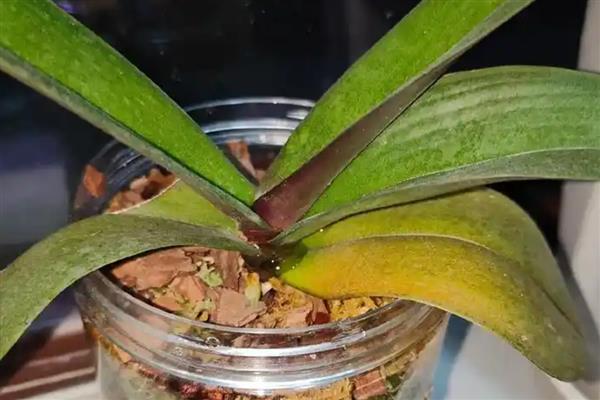 蝴蝶兰夏天叶子发黄的原因，可能是水分不足所致