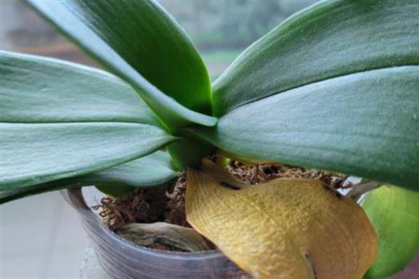 蝴蝶兰夏天叶子发黄的原因，可能是水分不足所致