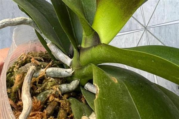 蝴蝶兰夏天叶子发黄的原因，可能是水分不足所致