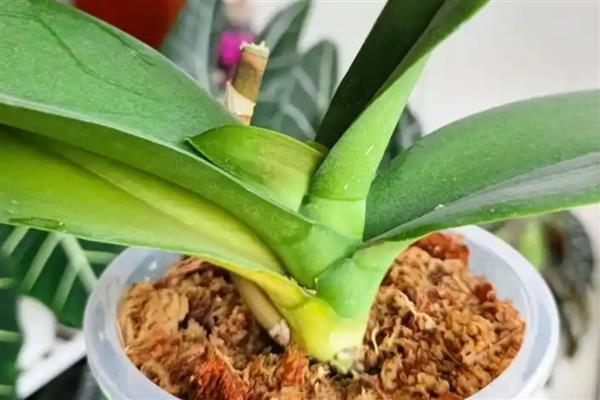 蝴蝶兰夏天叶子发黄的原因，可能是水分不足所致