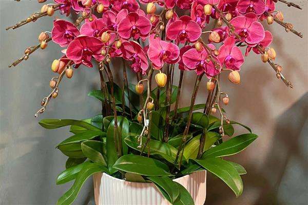 蝴蝶兰夏天叶子发黄的原因，可能是水分不足所致