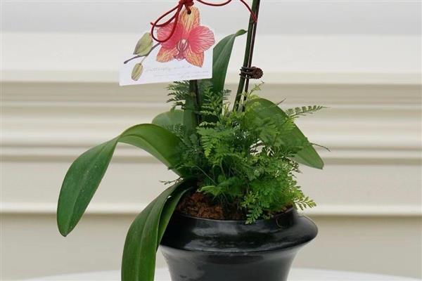 蝴蝶兰夏天叶子发黄的原因，可能是水分不足所致