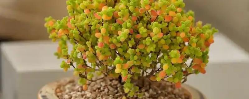 枝干番杏怎么养殖，每天让它接受5-7小时的光照