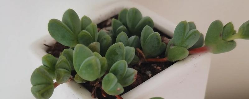 碧玉莲叶子枯了怎么解决，可增加光照并减少施肥