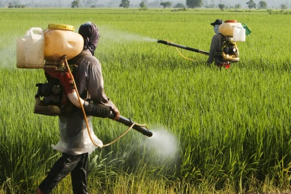 怎么使用杀虫剂，防治地下害虫可以先撒施再深耕