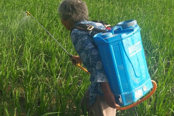 怎么使用杀虫剂，防治地下害虫可以先撒施再深耕