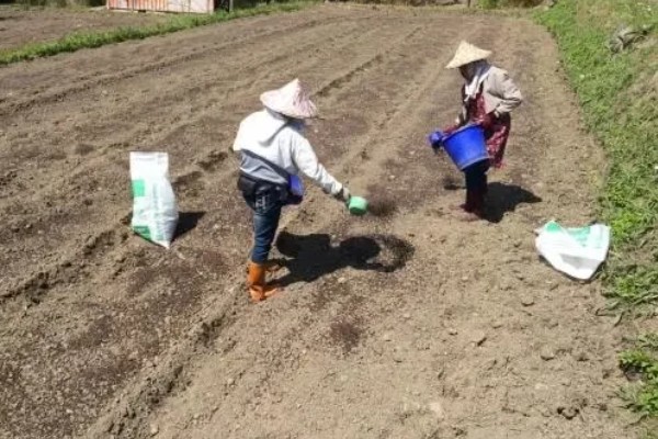 怎么使用杀虫剂，防治地下害虫可以先撒施再深耕