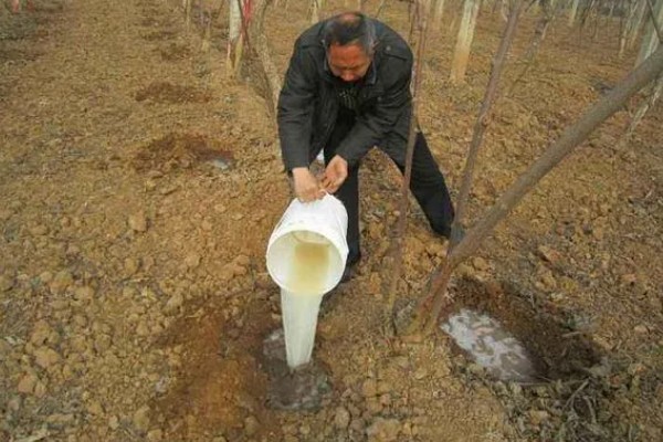 怎么使用杀虫剂，防治地下害虫可以先撒施再深耕