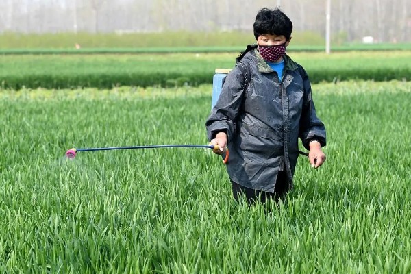 怎么使用杀虫剂，防治地下害虫可以先撒施再深耕
