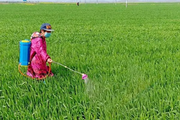 怎么使用杀虫剂，防治地下害虫可以先撒施再深耕