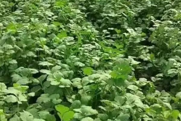 北方种香菜的时间,3-4月份、9月份均可栽培