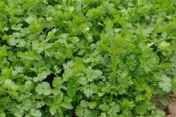 北方种香菜的时间,3-4月份、9月份均可栽培