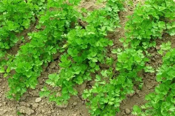 北方种香菜的时间,3-4月份、9月份均可栽培