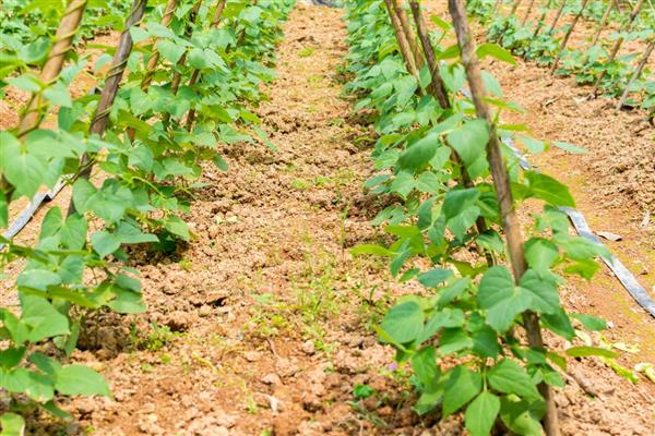 豆角长蚜虫如何解决,喷洒辣椒水能起到驱赶效果