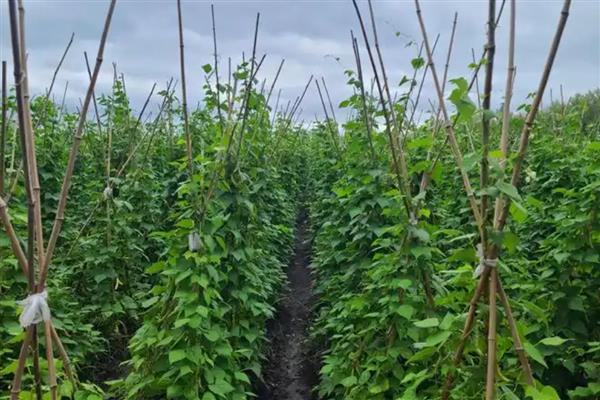 豆角长蚜虫如何解决,喷洒辣椒水能起到驱赶效果