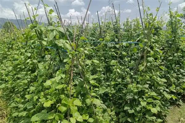 豆角长蚜虫如何解决,喷洒辣椒水能起到驱赶效果