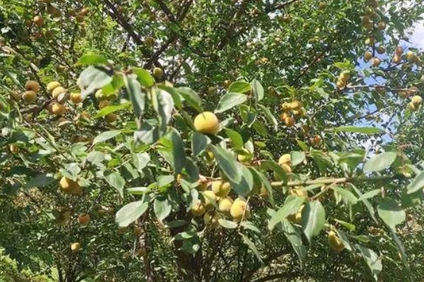 酸梅有哪些,常见大青梅、大花梅等品种