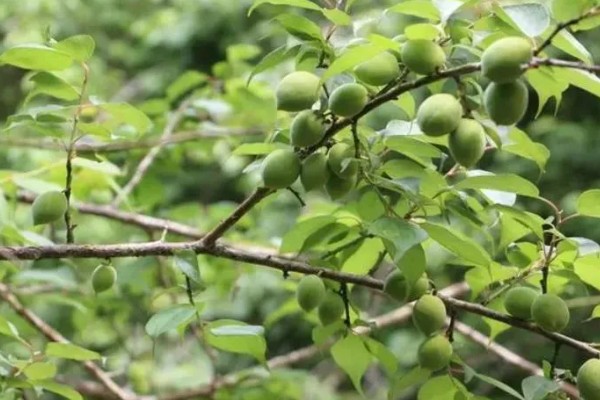 酸梅有哪些,常见大青梅、大花梅等品种