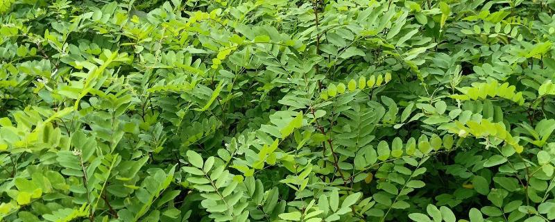 哪些植物耐盐碱，常见刺槐、紫穗槐等品种