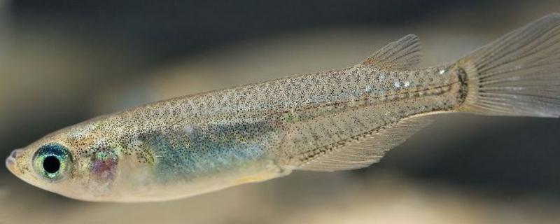 青鳉鱼多大能繁殖，出生后半年左右就可以