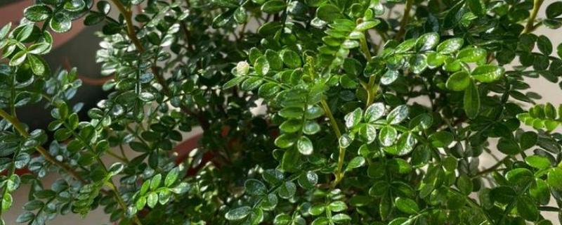 怎么养殖清香木，春秋季节每天提供3-4小时的光照